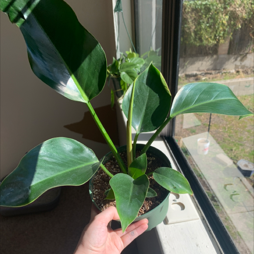 Photo of the plant species Philodendron 'Congo' by @catsnplants.org named Johnny my love on Greg, the plant care app