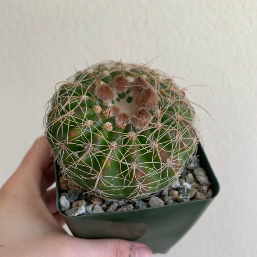 Scarlet Ball Cactus in a small pot with rocky soil, held by a hand.