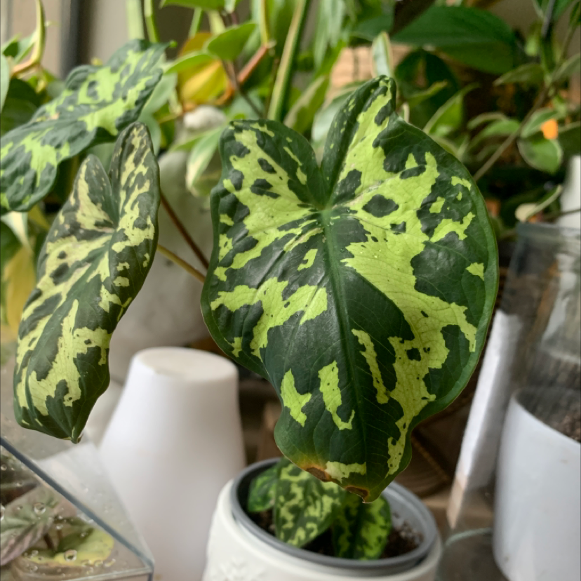 Caladium Hilo Beauty plant with variegated leaves in a white pot, surrounded by other plants.
