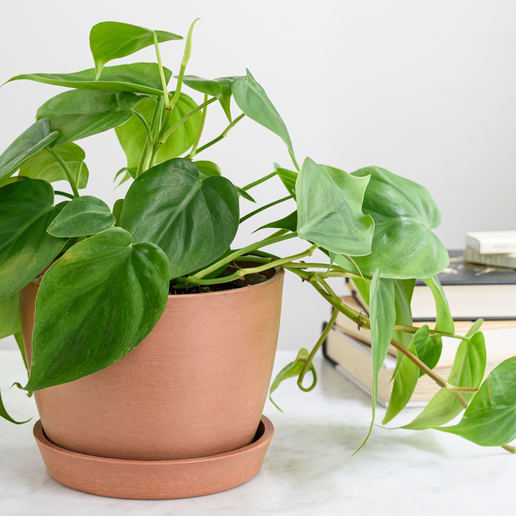Philodendron Scandens plant photo by @JCR named Rachel on Greg, the plant care app.