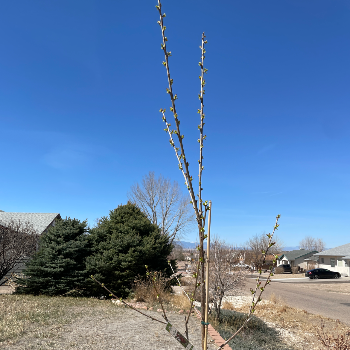 Young Sweet Cherry tree with budding branches in a residential area.