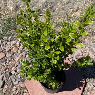 Common boxwood plant in Somewhere on Earth