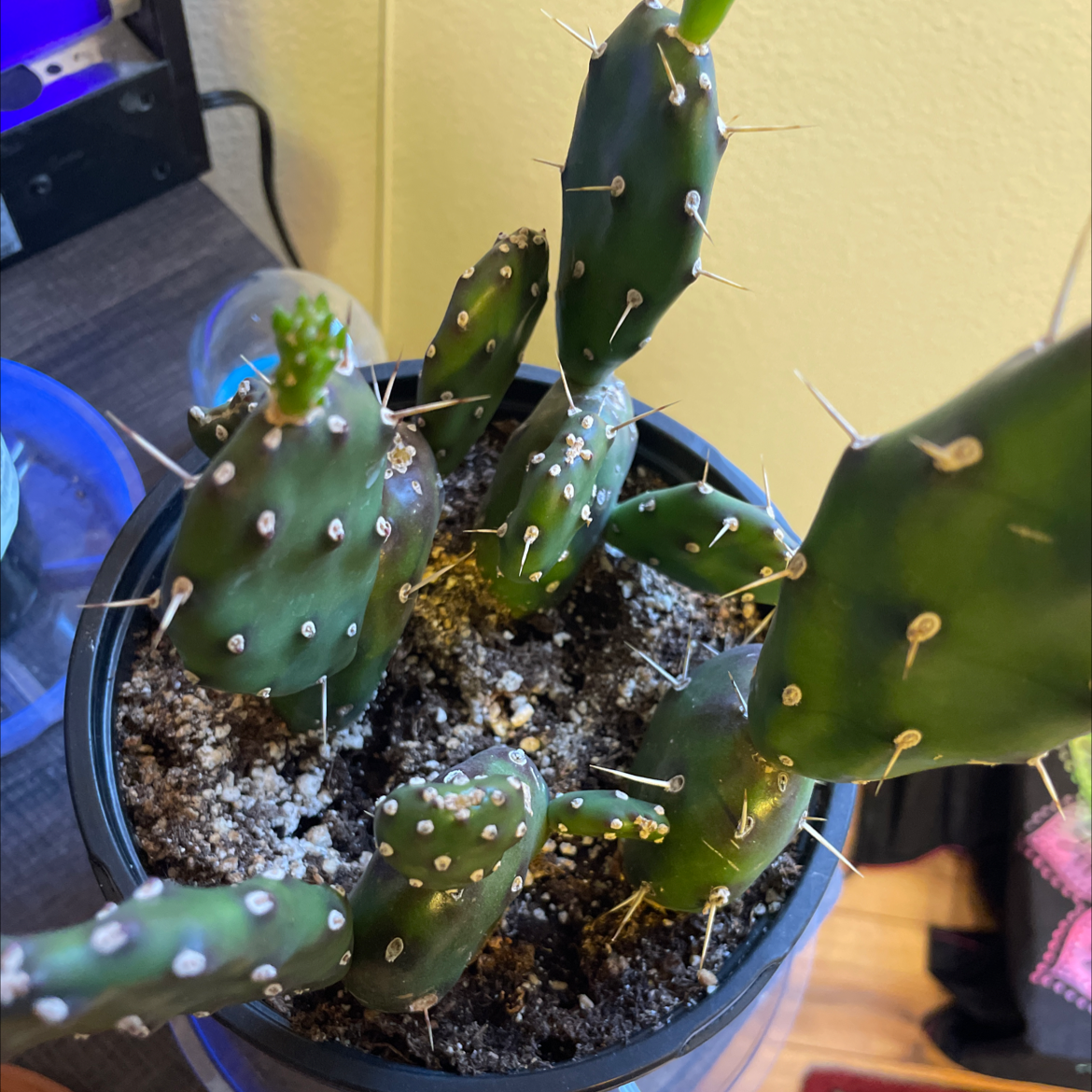 Brittle Prickly Pear cactus in a pot with visible soil, well-framed and in focus.