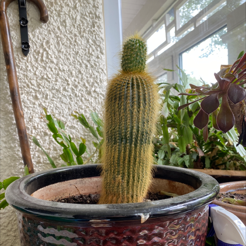 Potted Cephalocereus polylophus cactus in a well-lit indoor setting.