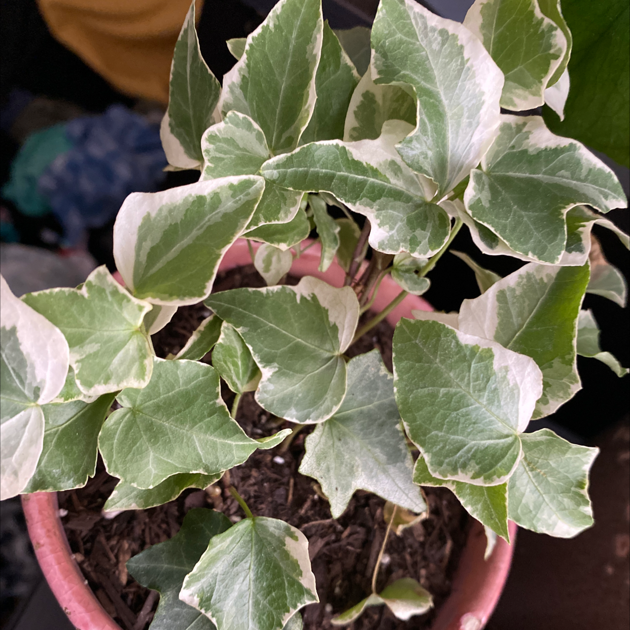 English Ivy plant photo by @Momvworld named Maya on Greg, the plant care app.