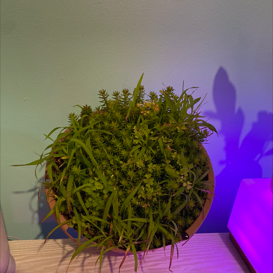 Photo of the plant species Succulent Swedish Ivy by @Yuki named Okasan on Greg, the plant care app