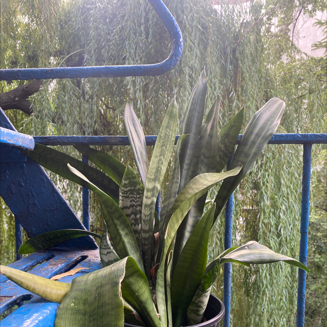 Snake Plant plant photo by @Yuki named Eve on Greg, the plant care app.