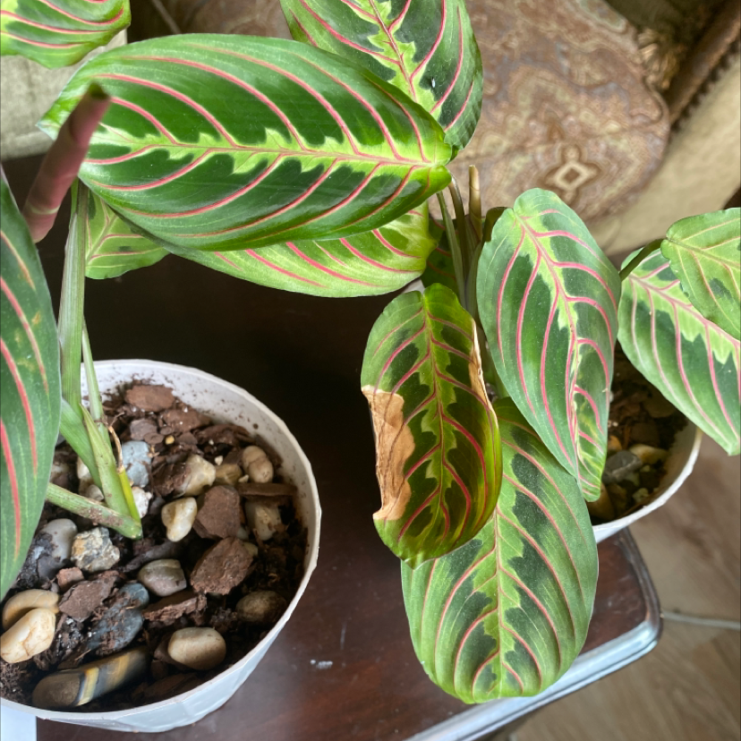 Green Prayer Plant plant photo by Susan named Isabel 1,2,3 on Greg, the plant care app.