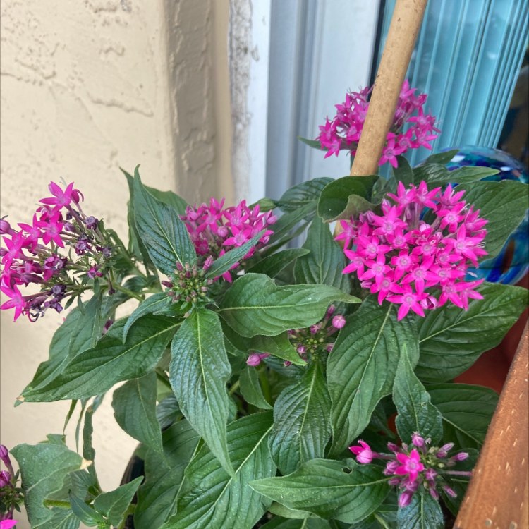 Egyptian Starcluster plant with vibrant pink flowers and lush green leaves.