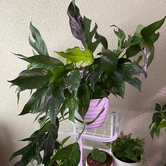 Baltic Blue Pothos plant in Somewhere on Earth