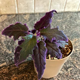Purple Velvet Plant plant in Levittown, Pennsylvania