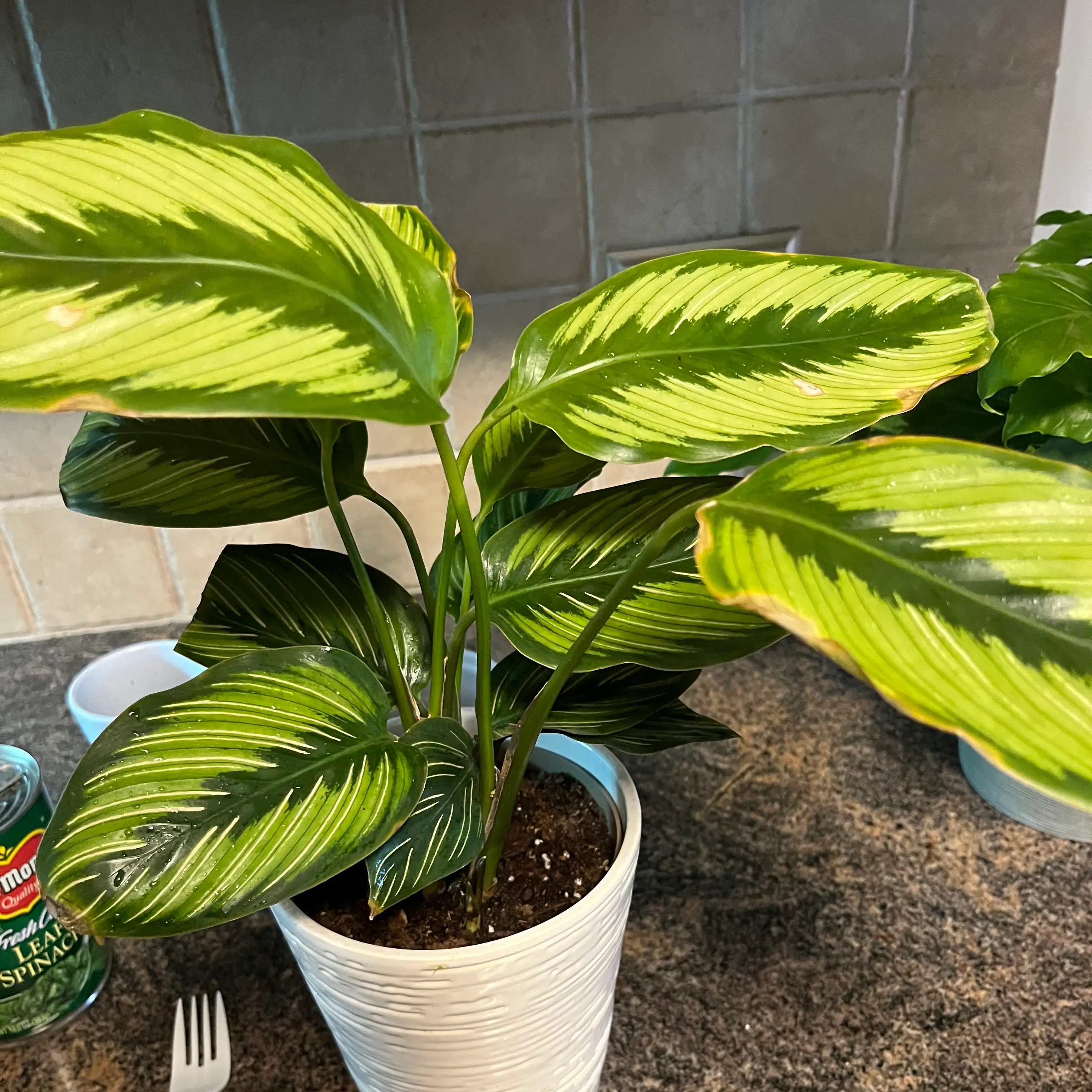 Calathea 'Beauty Star' plant in a white pot with distinctive green and yellow striped leaves.