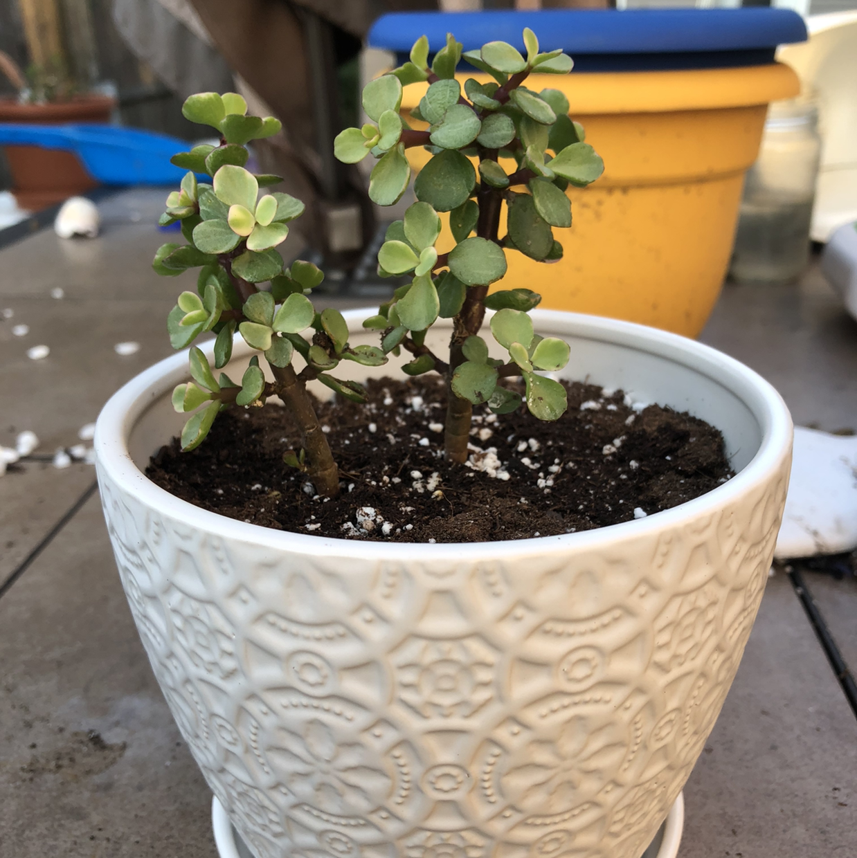 Elephant Bush plant photo by @Kace named Elephant Bush on Greg, the plant care app.