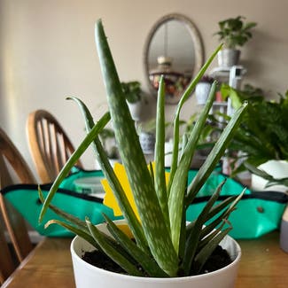Aloe Vera plant in Levittown, Pennsylvania