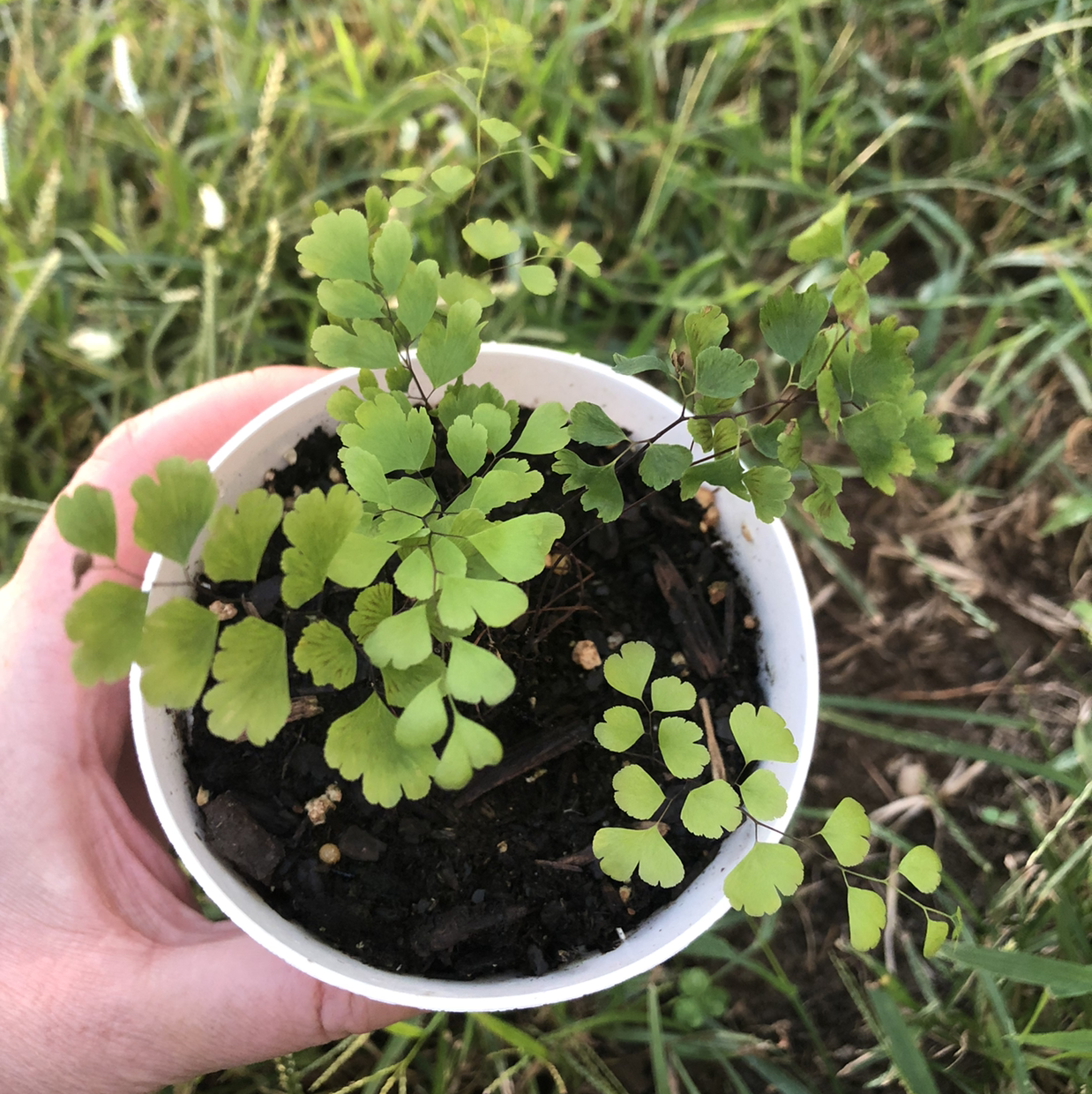 Pacific Maidenhair Fern plant photo by @Kace named Maidenhair Fern on Greg, the plant care app.