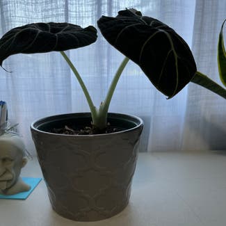 Black Velvet Alocasia plant in Somewhere on Earth