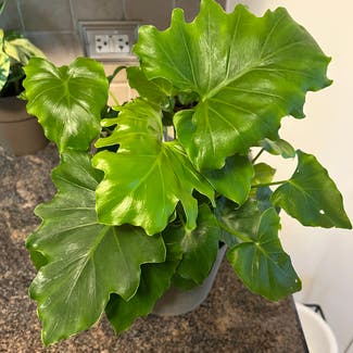 Philodendron 'Hope' plant in Levittown, Pennsylvania