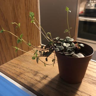 String of Hearts plant in Somewhere on Earth