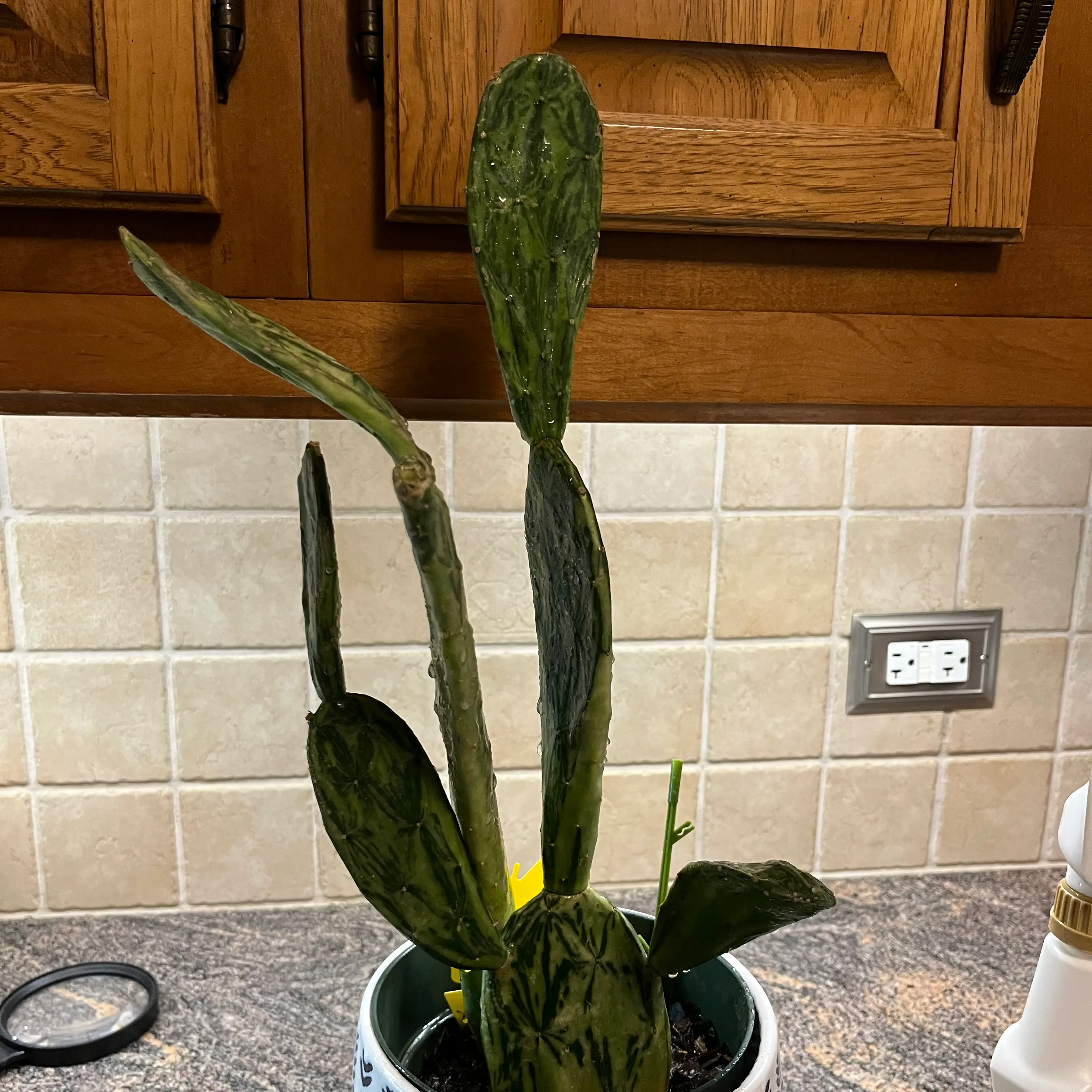 Plant care for smooth prickly pear on Greg, the plant care app