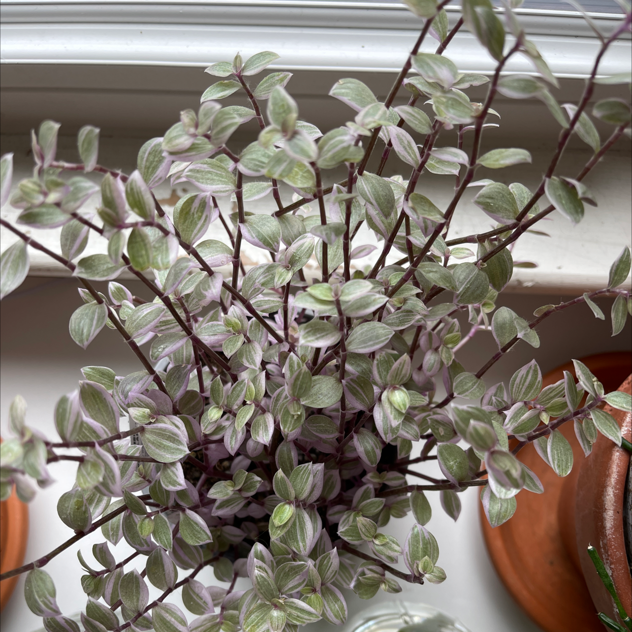 Creeping Inch Plant plant photo by @alysaisabelle named Calliope🌿🌸 on Greg, the plant care app.