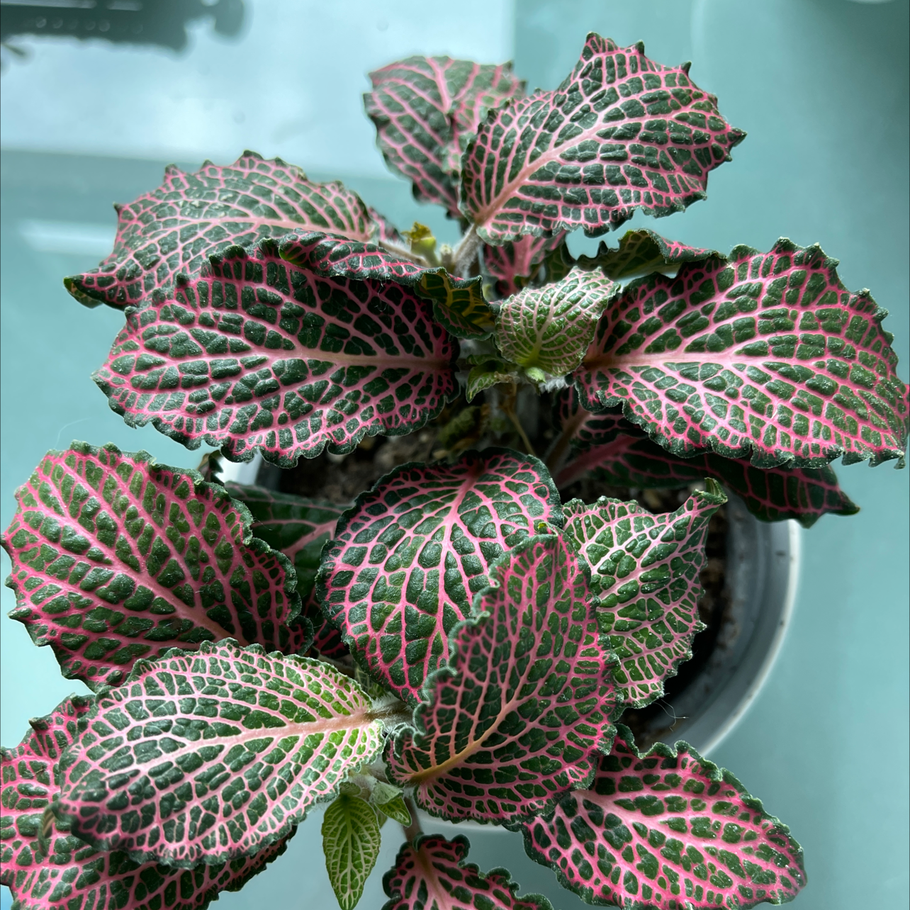 Nerve Plant plant photo by @alysaisabelle named Persephone🌿 on Greg, the plant care app.