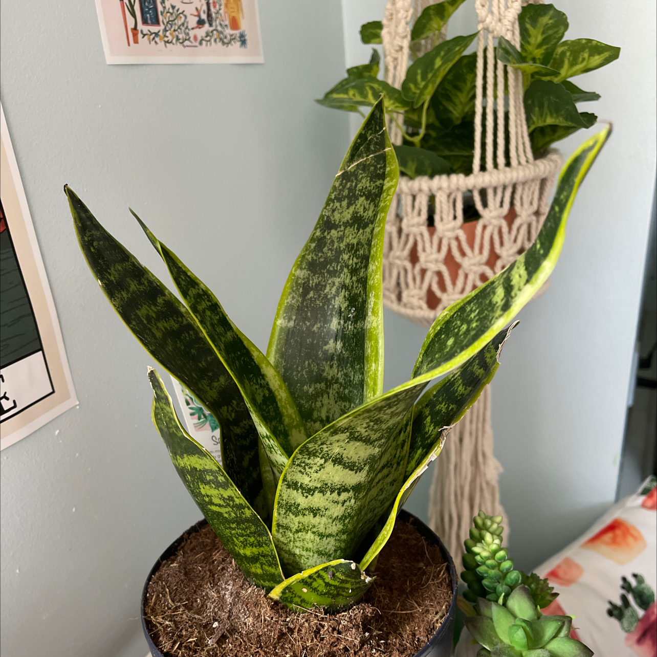 Snake Plant plant photo by @alysaisabelle named Oliver✨ on Greg, the plant care app.