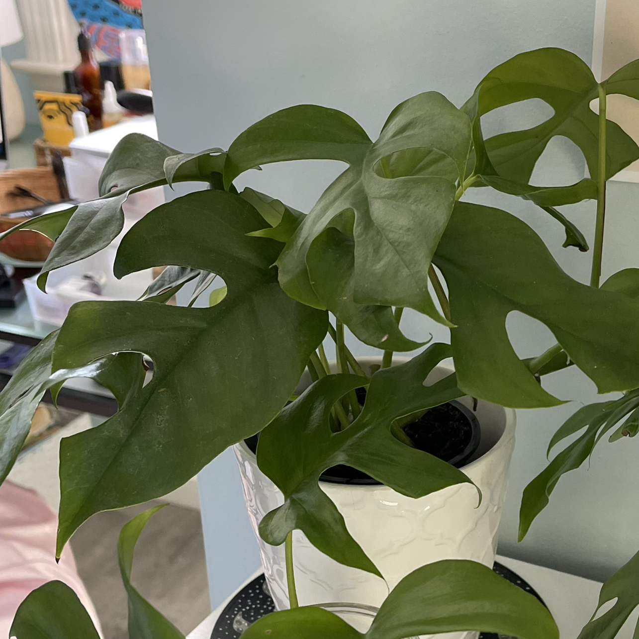 Window Leaf plant photo by @alysaisabelle named Phoebe 🌗 on Greg, the plant care app.