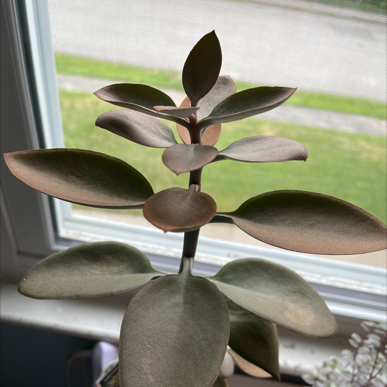Photo of the plant species Copper Spoons by @alysaisabelle named Athena🗡🪴 on Greg, the plant care app