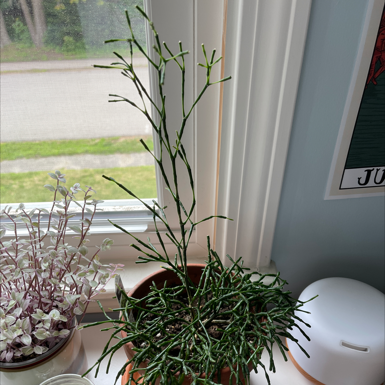 Dancing Bones plant photo by @alysaisabelle named Elio🌼 on Greg, the plant care app.