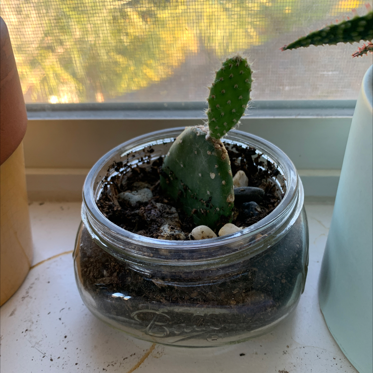 Barbary Fig plant in a glass container with visible soil, well-framed and healthy.