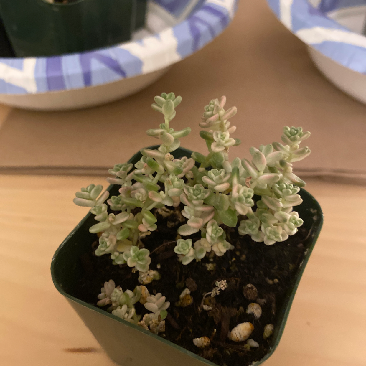 Deltoid-Leaved Dew Plant in a green pot with visible soil, well-framed and in focus.