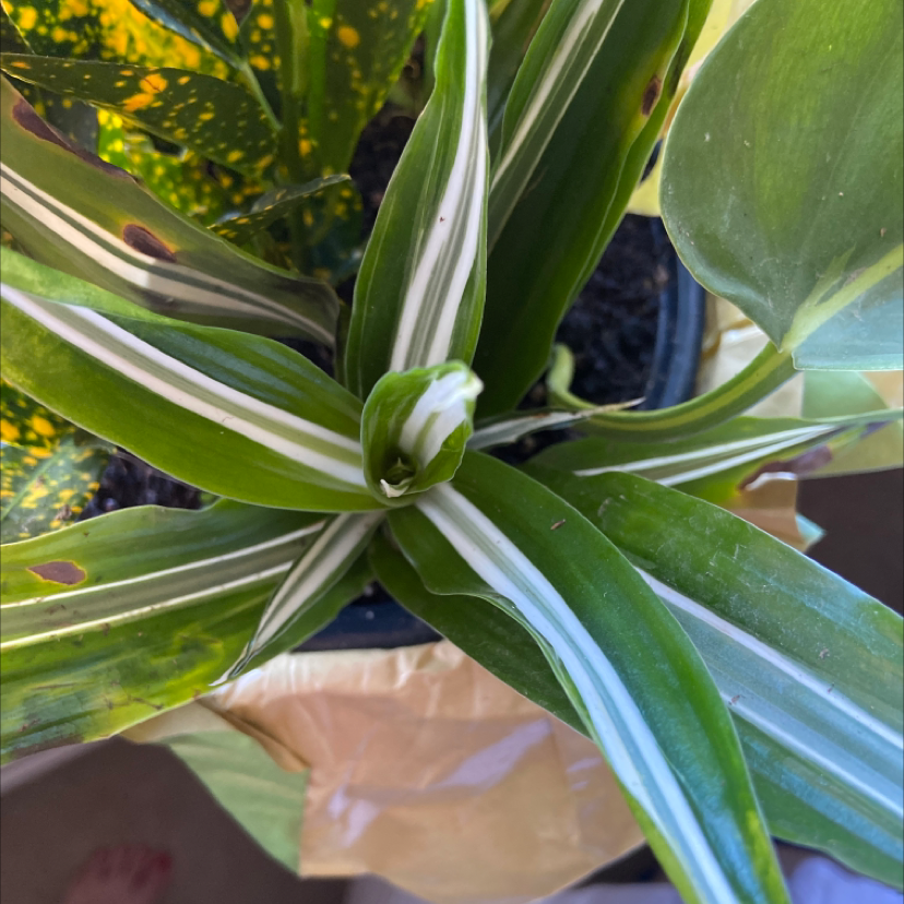 Dracaena 'Lemon Lime' plant with green and white striped leaves, some browning spots visible.