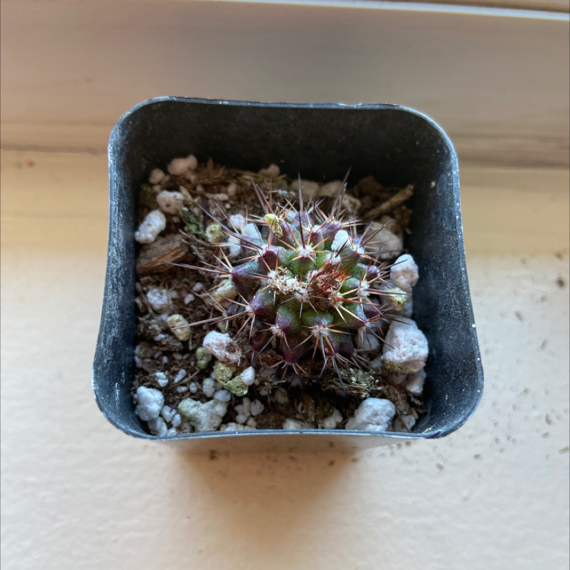 Mammillaria Formosa cactus in a black plastic pot with visible soil.