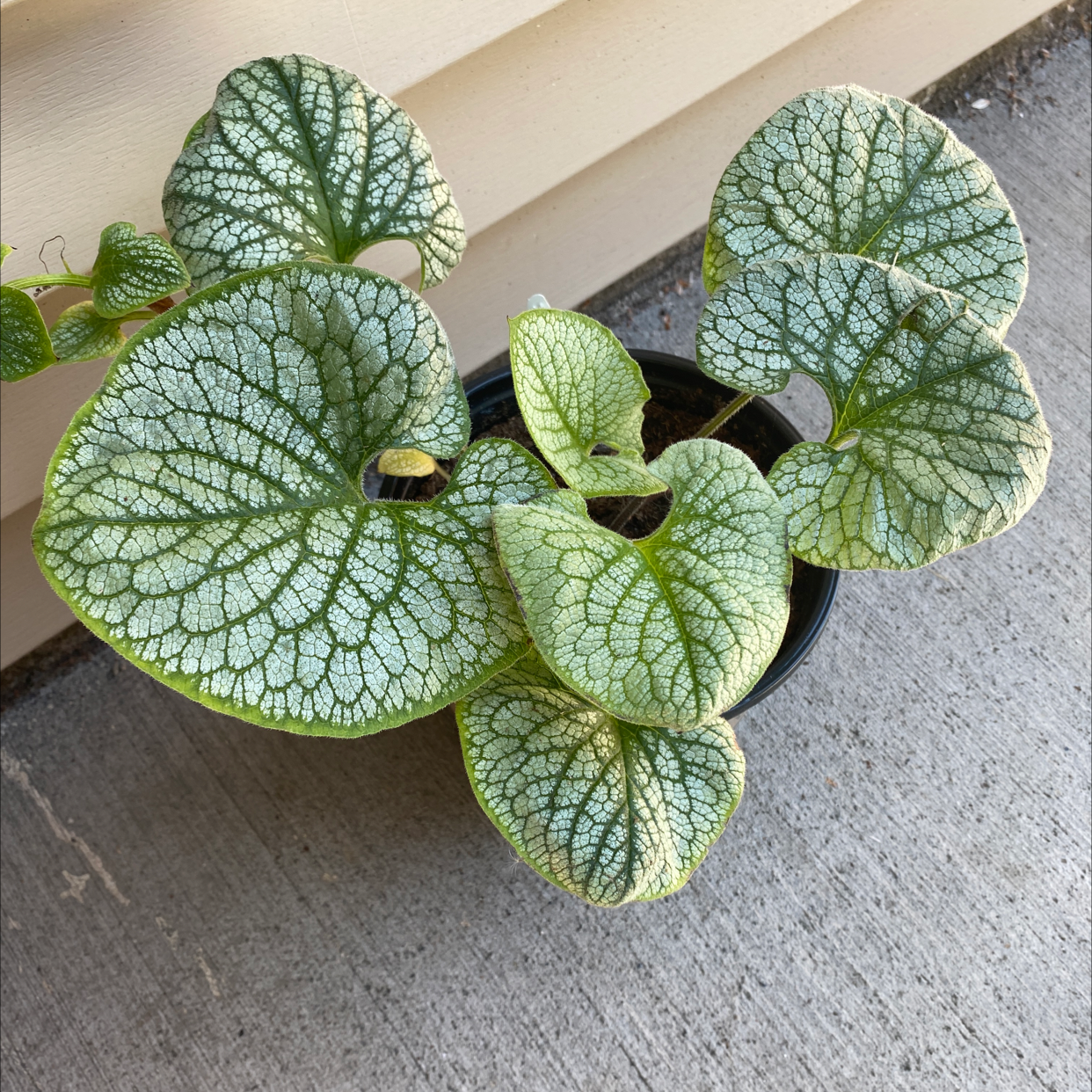false Forget-Me-Not plant with large, heart-shaped leaves and prominent white veining in a pot on a concrete surface.