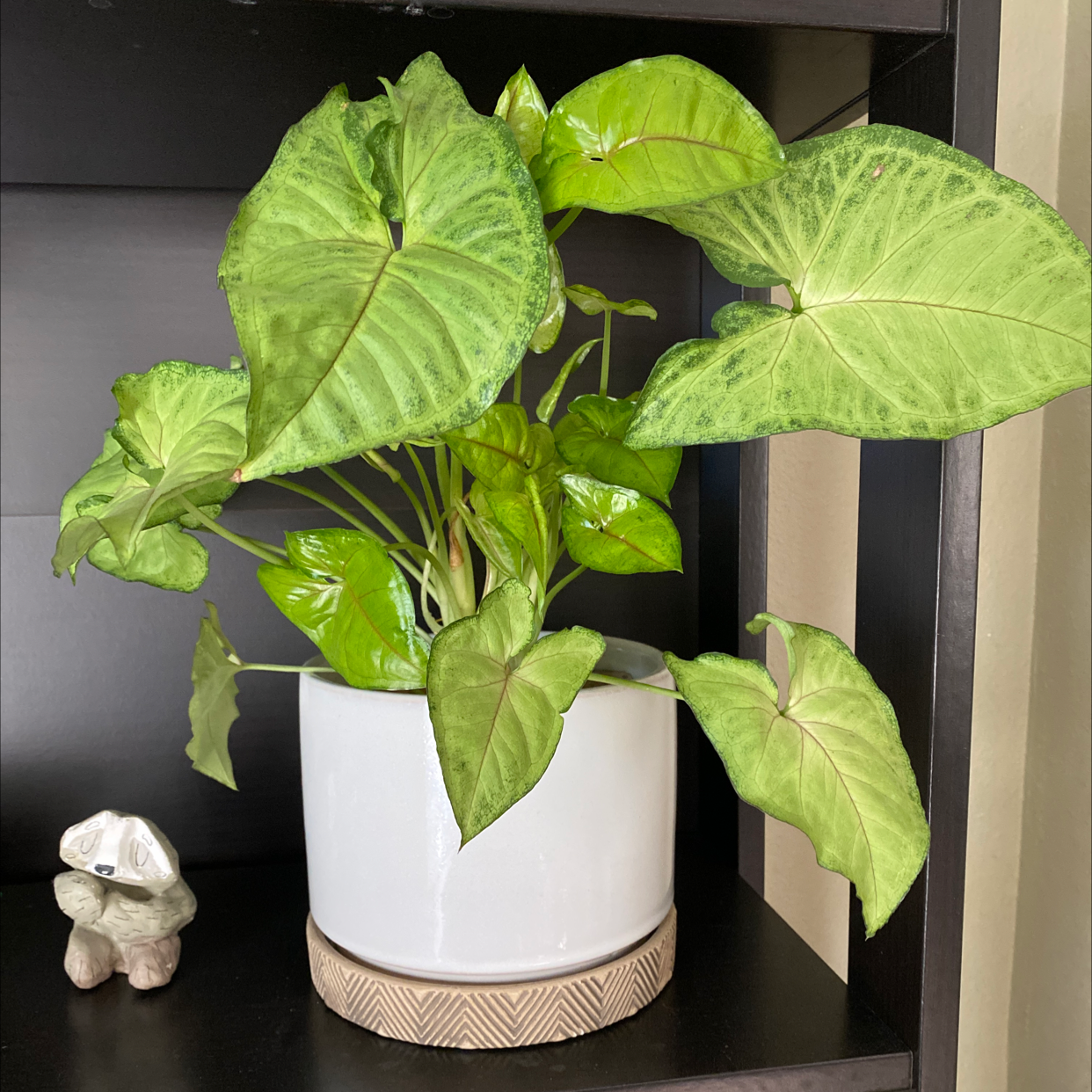 Photo of the plant species Arrowhead Plant by @mprs named Terra on Greg, the plant care app