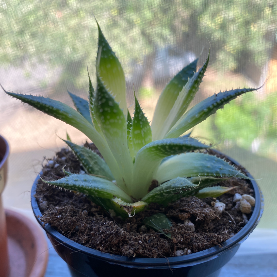 Zebra Plant plant photo by @Loe named Billo on Greg, the plant care app.