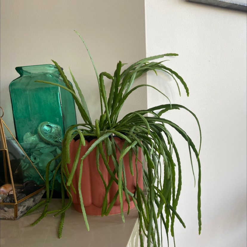 Rhipsalis paradoxa plant in a pot on a shelf, with long green stems.