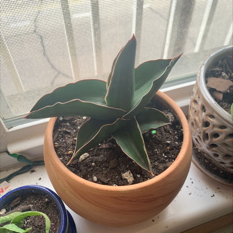 Photo of the plant species Mamei X Lynamii by Lauren named Emerson on Greg, the plant care app