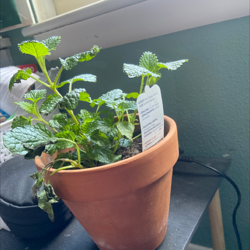 Lemon Balm plant photo by @Stardusthipster named Forrest on Greg, the plant care app.