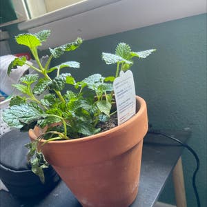 Balm Mint plant photo by @Stardusthipster named Forrest on Greg, the plant care app.