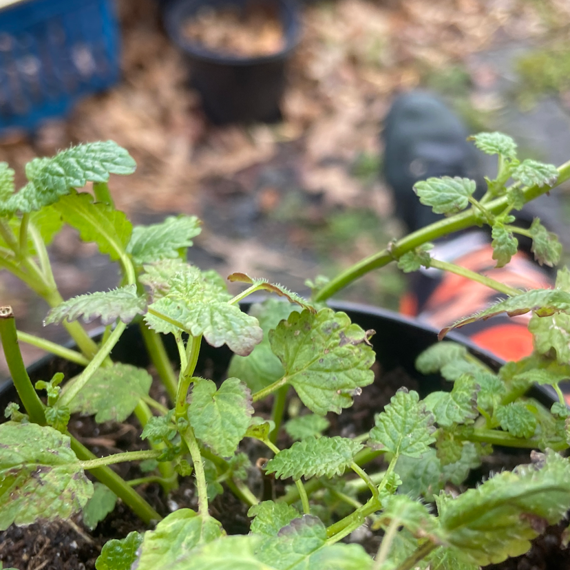 Lemon Balm plant photo by @Stardusthipster named Morgan Treeman on Greg, the plant care app.
