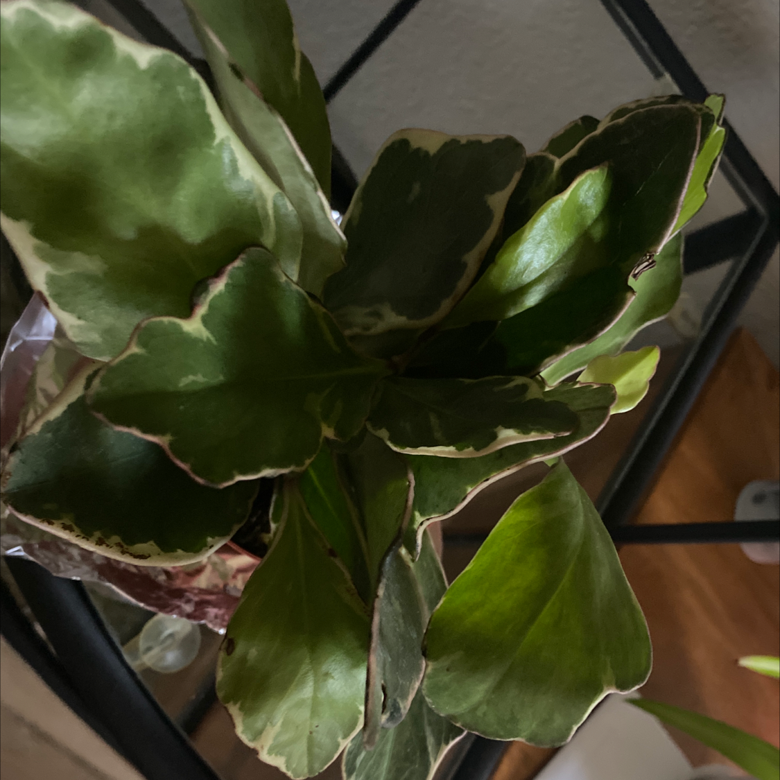Peperomia 'Ginny' plant with variegated leaves, appears healthy.