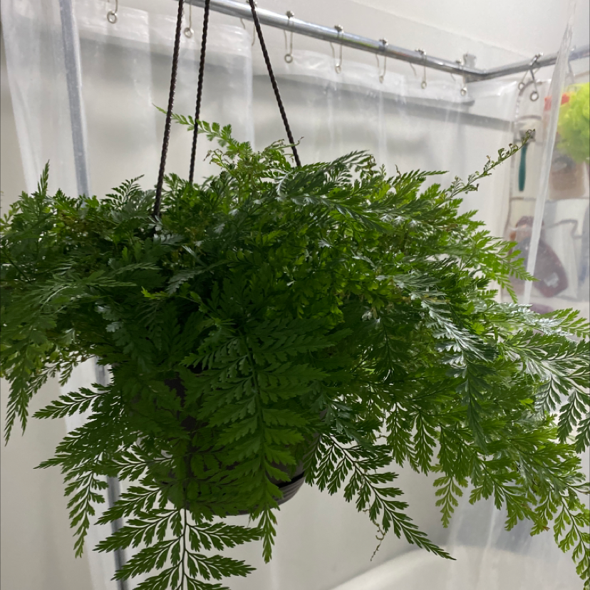 Photo of the plant species Davallia Fern by Nevaeh named Althea on Greg, the plant care app