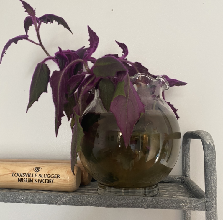 Purple Velvet Plant in a glass container filled with water, placed on a shelf.