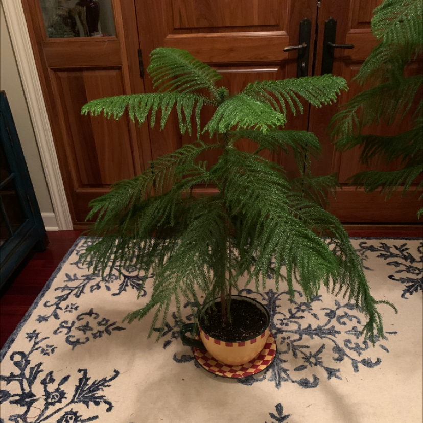 Norfolk Island Pine in a pot on a patterned rug, healthy green foliage, visible soil.