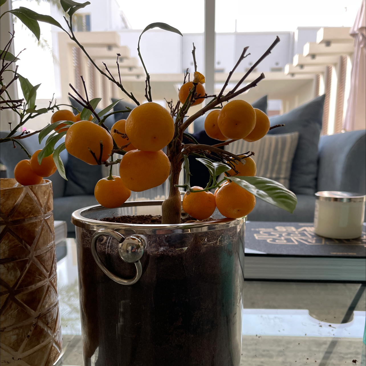 Photo of the plant species Pereskia bleo by Osamah named Center table on Greg, the plant care app