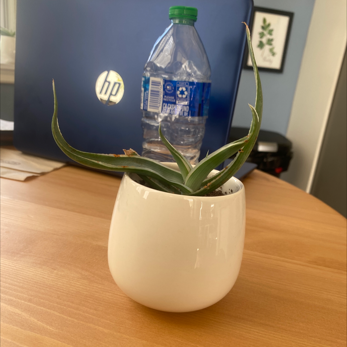 Potted Coral Aloe plant in a white pot on a wooden surface.