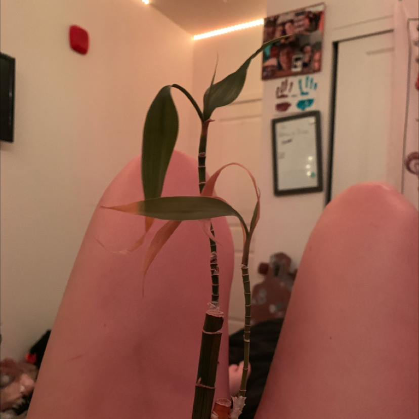 Lucky Bamboo plant photo by @c.hloelynn named bam boo beau on Greg, the plant care app.