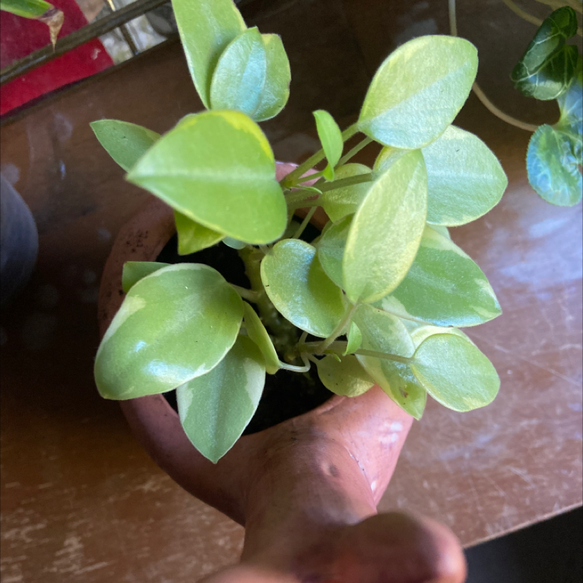 Close-up of a small potted Peperomia prostrata plant with bright green, oval-shaped leaves being gently cupped by a human hand.