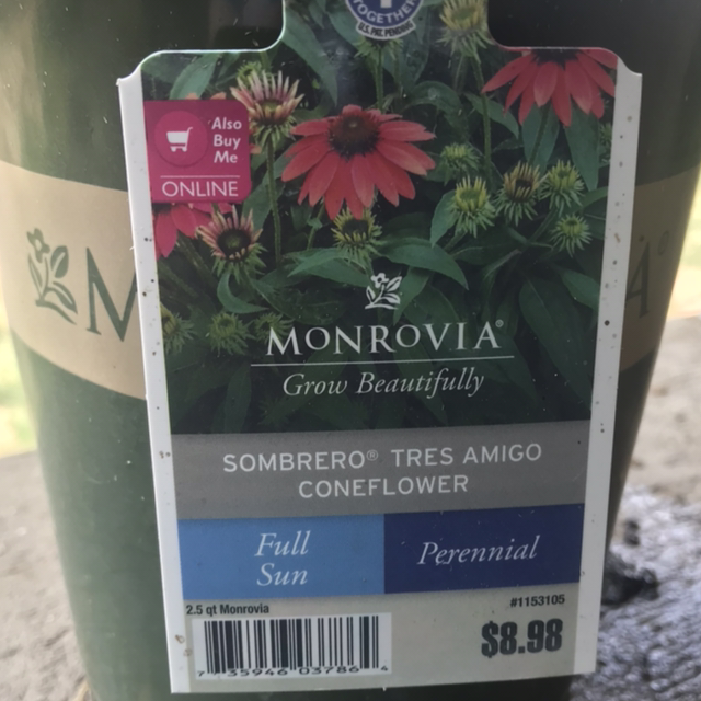 Photo of the plant species Sombrero Coneflower by Diana named Professor Sprout on Greg, the plant care app
